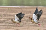 Egyptian Geese 20191012 1700