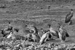 White-backed Vultures and a Cattle Egret on a Buffalo carcass 20191014 186