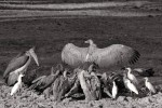 White-backed Vultures, Cattle Egrets and a Marabou Stork on a Buffalo carcass20191014 211