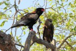 Bateleur adult with young 20191016 1339