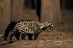 African Civet 20191016 1858