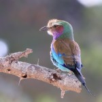 Lilac-breasted Roller 20191017 251