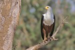 African Fish-eagle 20191017 401