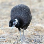 Crested Guineafowl 20191018 544