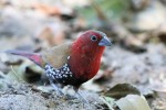 Red-throated Twinspot 20191020 491