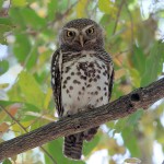 African Barred Owlet 20191020 618