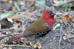 Red-throated Twinspot 20191020 733