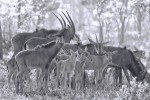 Group of Roan Antelope 20191022 1123