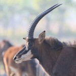 Sable Antelope 20191022 13