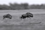 Wildebeest running 20191022 1699
