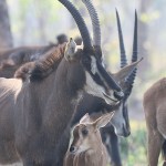 Sable Antelope 20191022 40
