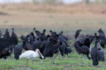 African Spoonbill with African Openbills 20191022 611