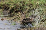 African Snipe 20191022 650