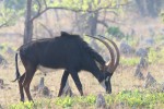 Sable Antelope 20191022 66