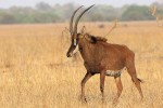 Sable Antelope 20191022 920