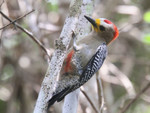 Yucatan Woodpecker, Crooked Tree