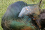 Ocellated Turkey blur, La Milpa