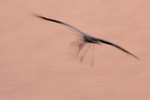 Wood Stork blur, Crooked Tree