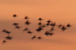 Black-bellied Whistling Duck blur, Crooked Tree