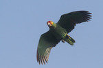 Red-lored Parrot, Crooked Tree