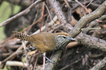 Spot-breasted Wren, Crooked Tree