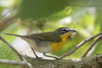 Yellow-breasted Chat, Crooked Tree