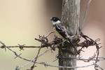 White-collared Seedeater, Crooked Tree