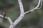 Vermillion Flycatcher, Crooked Tree