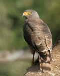 Roadside Hawk, La Milpa