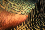 Ocellated Turkey plumage, La Milpa