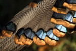 Ocellated Turkey plumage, La Milpa