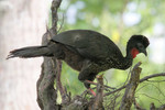 Crested Guan, Chan Chich