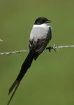 Fork-tailed Flycatcher, Chan Chich
