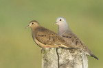 Plain-breasted Ground-dove, Chan Chich