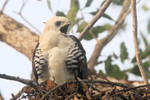 Ornate Hawk-eagle (immature), Chan Chich