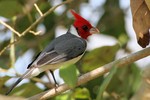 Red-crested Cardinal, , Transpanateira Hwy 20140807 1247