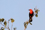 Scarlet-headed Blackbird, Transpanateira Hwy20140807 1361