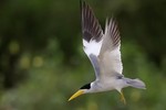 Large-billed Tern, Cuiab River 20140808 2544