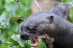 Giant River Otters, Cuiab River 20140809 3490