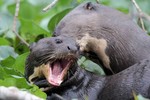 Giant River Otters, Cuiab River 20140809 3563