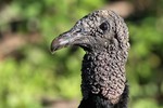 Black Vulture, Cuiab River 20140809 4175