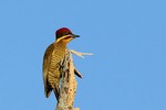 Golden-green Woodpecker, Cuiab River 20140809 4332
