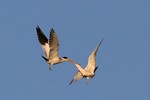 Large-billed Terns, Cuiab River 20140809 4369