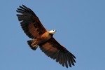 Black-collared Hawk, Rio Claro 20140810 2247