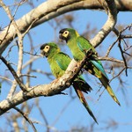Yellow-collared Macaw, Rio Claro 20140811 2516