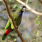Scaly-headed Parrot, Rio Claro 20140811 2705