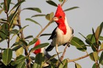 Red-crested Cardinal, Araras Lodge 20140811 3109