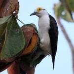 White Woodpecker, Araras Lodge 20140812 5099