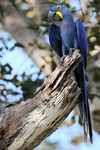Hyacinth Macaw, Araras Lodge 20140812 5387