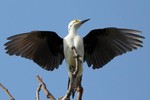 White Woodpecker, Araras Lodge 20140812 5456
